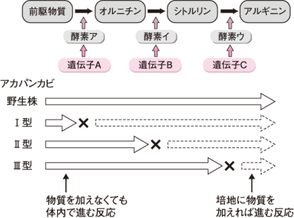 【遺伝子の発現】一遺伝子一酵素説の問題の解き方がわかりません。