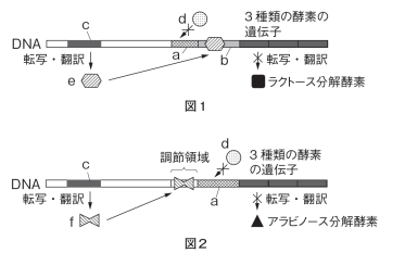 【発現調節とバイオテクノロジー】抑制性と促進性の転写調節の違いがわかりません。