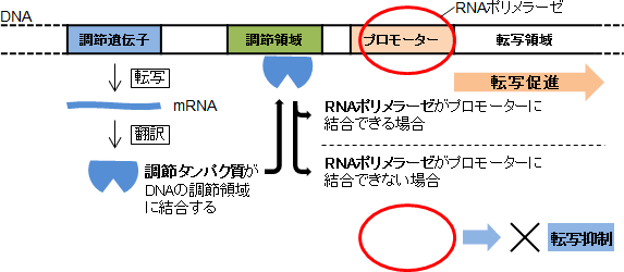 【発現調節とバイオテクノロジー】抑制性と促進性の転写調節の違いがわかりません。