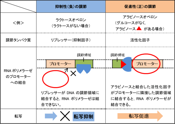 【発現調節とバイオテクノロジー】抑制性と促進性の転写調節の違いがわかりません。