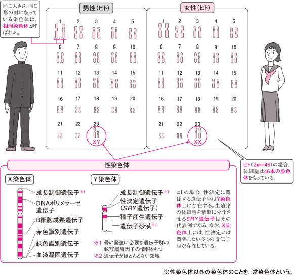 【生殖と減数分裂】染色体って何？   