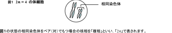 「核相」とは?わかりやすく解説【生殖と減数分裂】