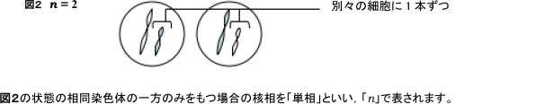 「核相」とは?わかりやすく解説【生殖と減数分裂】