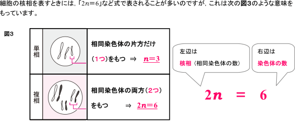 「核相」とは?わかりやすく解説【生殖と減数分裂】