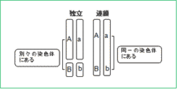 【生殖と減数分裂】独立と連鎖の違いがわかりません。