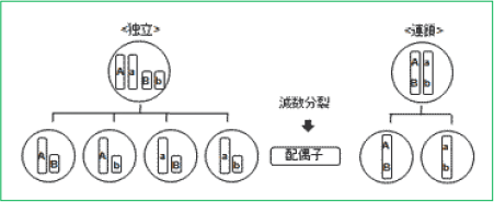 【生殖と減数分裂】独立と連鎖の違いがわかりません。