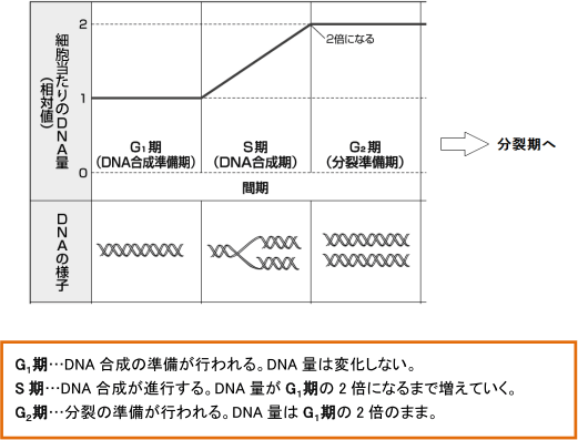 【生殖と減数分裂】「DNA量」の変化のグラフがわかりません。