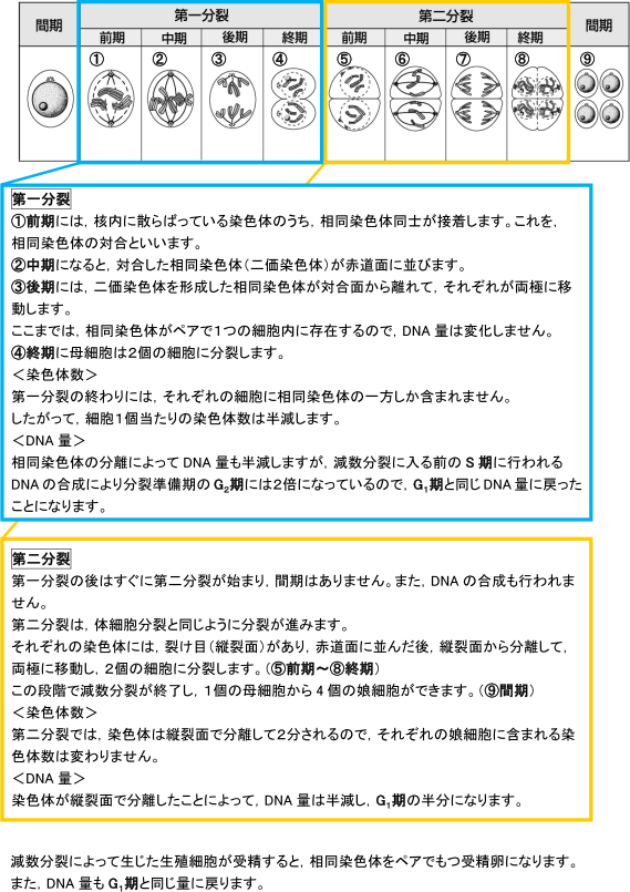【生殖と減数分裂】「DNA量」の変化のグラフがわかりません。