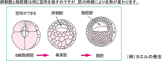 【動物の発生】発生で出てくる用語は似ているものがあり混同してしまいます。