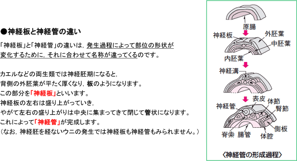 【動物の発生】発生で出てくる用語は似ているものがあり混同してしまいます。