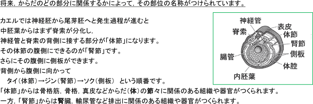 【動物の発生】発生で出てくる用語は似ているものがあり混同してしまいます。