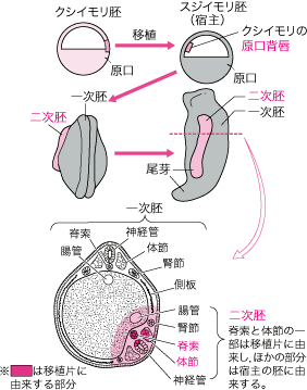 【発生のしくみ・植物の発生】形成体と誘導がわかりません。