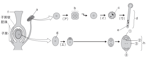 【植物の発生】被子植物が胚のうや花粉を形成するときの核分裂の違い|定期テスト対策サイト