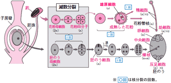 【植物の発生】被子植物が胚のうや花粉を形成するときの核分裂の違い|定期テスト対策サイト