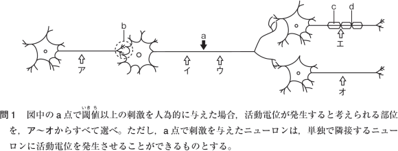 【動物の反応と行動】跳躍伝導がわかりません。