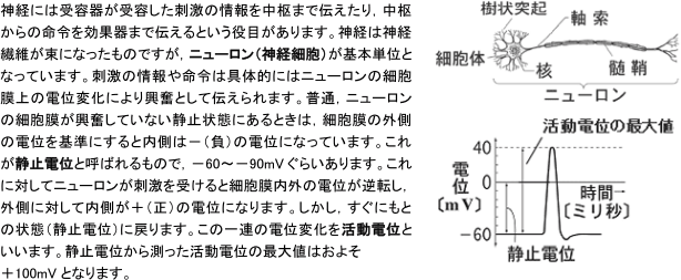 【動物の反応と行動】跳躍伝導がわかりません。