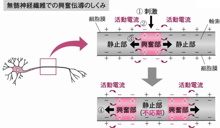 【動物の反応と行動】跳躍伝導がわかりません。
