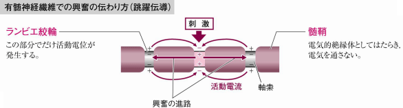 【動物の反応と行動】跳躍伝導がわかりません。