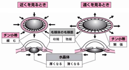 【動物の反応と行動】【生物と光】眼の遠近調節のしくみがわかりません。