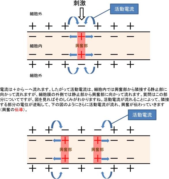 【動物の反応と行動】 「隣接する静止部から興奮部に向かって活動電流が流れる」の意味がよくわかりません。