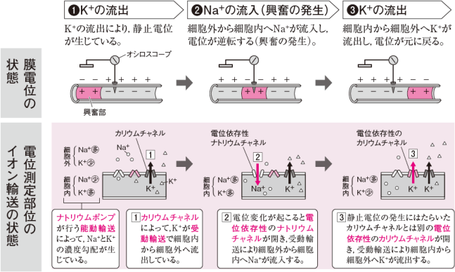 【動物の反応と行動】 「隣接する静止部から興奮部に向かって活動電流が流れる」の意味がよくわかりません。