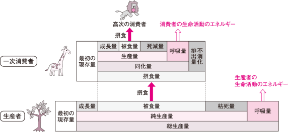 【生物群集と生態系】エネルギー効率の計算の仕方がわかりません。