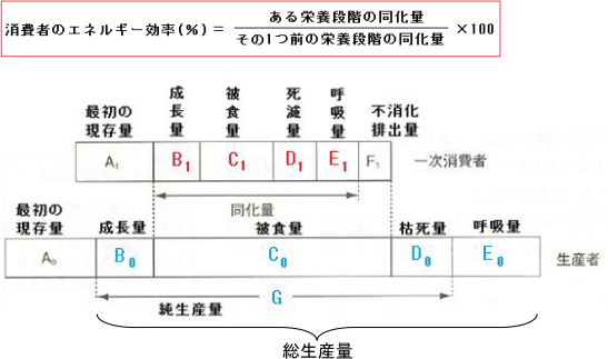 【生物群集と生態系】エネルギー効率の計算の仕方がわかりません。