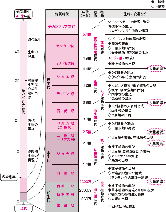 【生物の変遷・進化】進化の出現の順番が複雑で覚えられません。