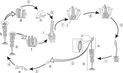 【生物の系統】コケ植物・シダ植物の関係がわかりません。