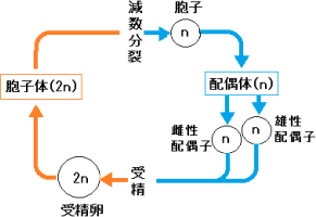 【生物の系統】コケ植物・シダ植物の関係がわかりません。