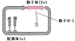 【生物の系統】コケ植物・シダ植物の関係がわかりません。