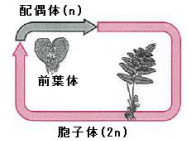 【生物の系統】コケ植物・シダ植物の関係がわかりません。