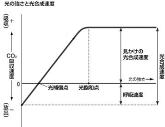 【植生と遷移】【生物と光】光合成速度、呼吸速度はグラフからどのように読み取るのですか?